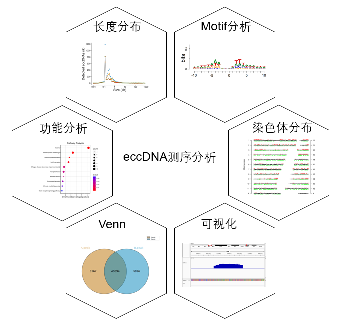 eccDNA-seq高通量测序分析