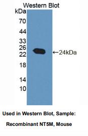 小鼠线粒体-5'-核苷酸酶(NT5M)多克隆抗体
