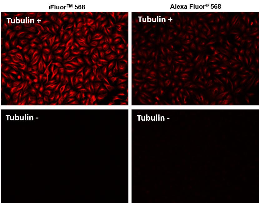 iFluor 568羊抗鼠免疫球蛋白(H+L)*交叉亲和 降低干扰*