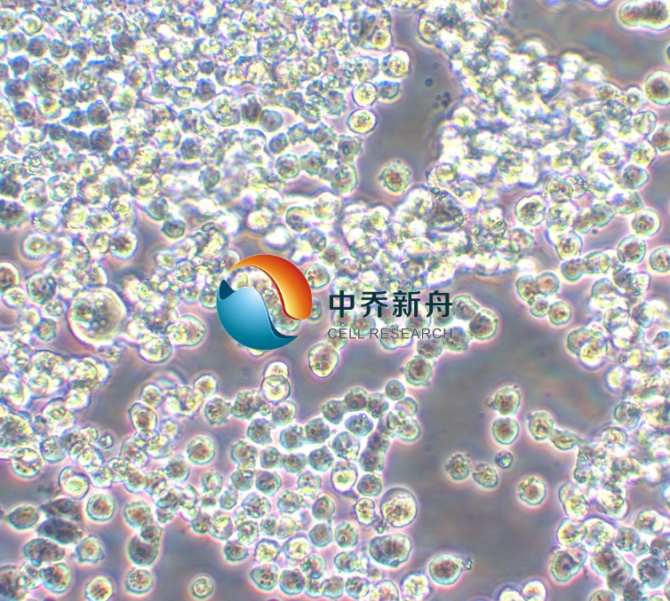 人结直肠腺癌细胞