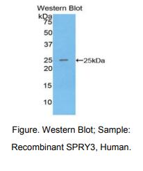 人侧支发芽因子同源物3(SPRY3)多克隆抗体