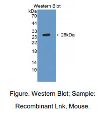 小鼠淋巴细胞衔接蛋白(Lnk)多克隆抗体
