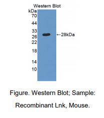 https://msimg.bioon.com/bionline/goods-no-pic.png