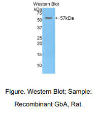 https://msimg.bioon.com/bionline/goods-no-pic.png