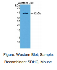 小鼠琥珀酸脱氢酶复合体C亚基(SDHC)多克隆抗体
