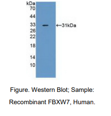 人含F-框WD重复域蛋白7(FBXW7)多克隆抗体