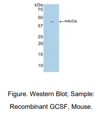 小鼠粒细胞集落刺激因子(GCSF)多克隆抗体