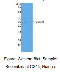 人间隙连接蛋白43(CX43)多克隆抗体