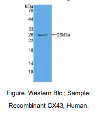 https://msimg.bioon.com/bionline/goods-no-pic.png