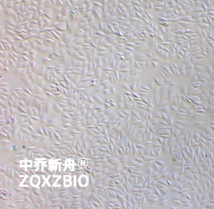 人胚肺细胞