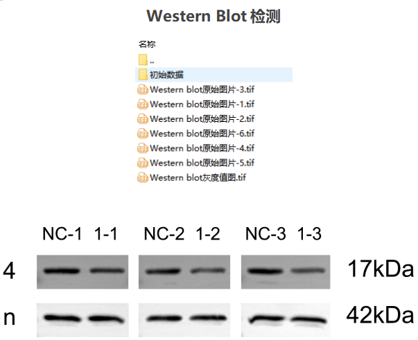 Western Blot检测