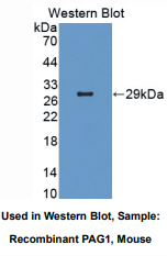 小鼠鞘糖脂微域关联磷蛋白1(PAG1)多克隆抗体