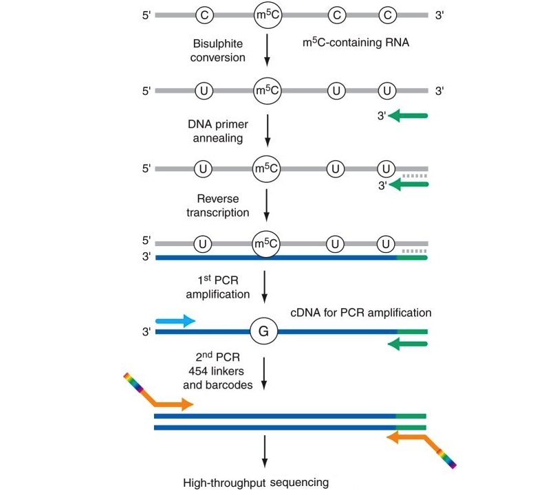 m5C RNA 甲基化测序服务