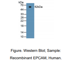 人上皮细胞粘附分子(EPCAM)多克隆抗体