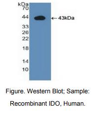 人吲哚胺2,3-双加氧酶(IDO)多克隆抗体