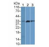大鼠细胞程序性死亡蛋白1(PD1)多克隆抗体