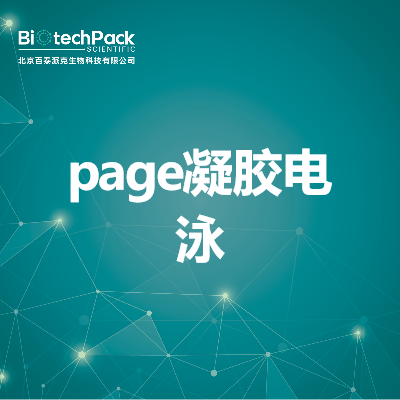 page凝胶电泳