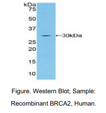 https://msimg.bioon.com/bionline/goods-no-pic.png