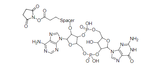 iFluor 405蓝色标记标记鬼笔环肽