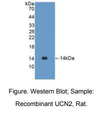 大鼠尿皮质素2(UCN2)多克隆抗体