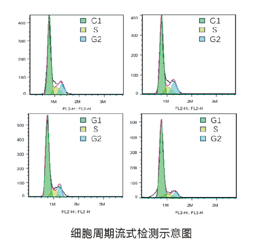 流式细胞周期