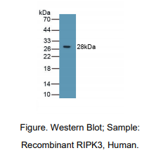人受体相互作用丝氨酸苏氨酸激酶3(RIPK3)多克隆抗体