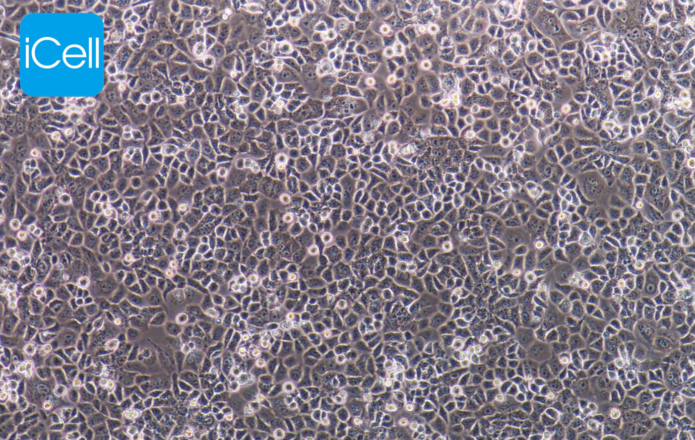 HUTU-80细胞/HUTU80细胞/HUTU-80/HUTU80/人十二脂肠腺癌