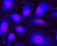 CytoCalcein钙紫蓝素450 *405nm激发*