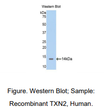 人硫氧化还原蛋白2(TXN2)多克隆抗体