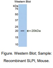 小鼠分泌性白细胞蛋白酶抑制因子(SLPI)多克隆抗体