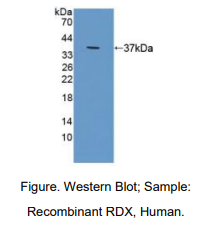 https://msimg.bioon.com/bionline/goods-no-pic.png