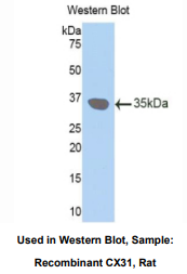 大鼠间隙连接蛋白31(CX31)多克隆抗体