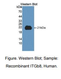人整合素β8(ITGb8)多克隆抗体