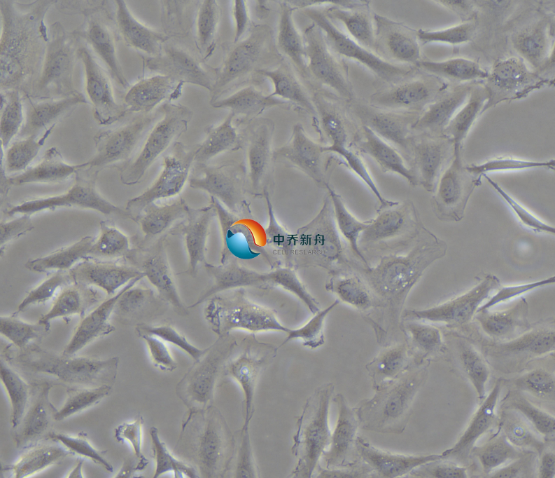 人甲状腺癌细胞KTC-1