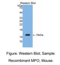 小鼠髓过氧化物酶(MPO)多克隆抗体