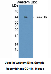 小鼠肌微管钙黏附蛋白(CDH15)多克隆抗体