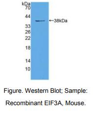 小鼠真核翻译起始因子3A(EIF3A)多克隆抗体