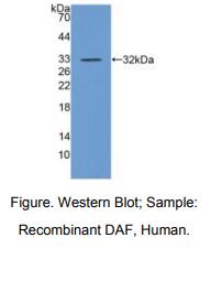 人衰变加速因子(CD55)多克隆抗体