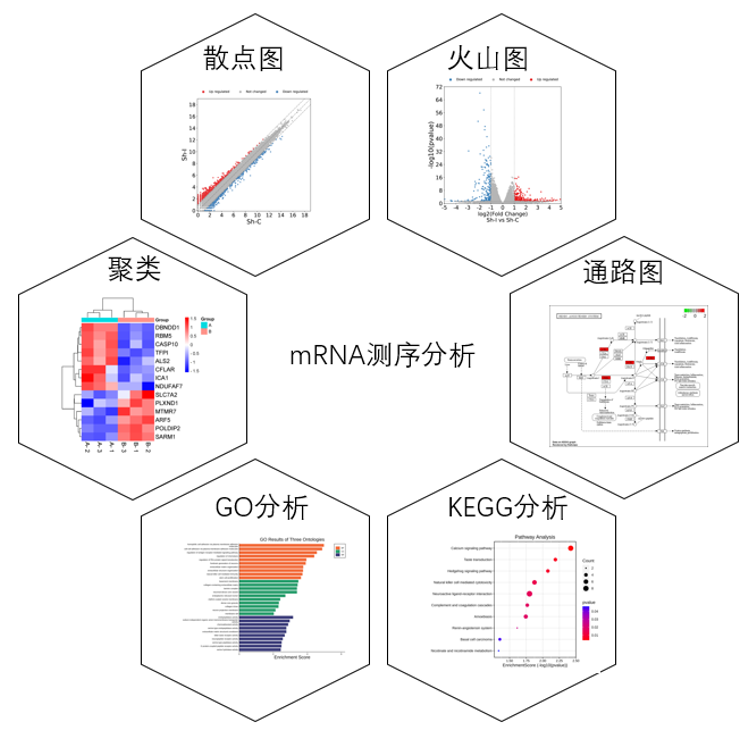 mRNA-seq高通量测序（有参）