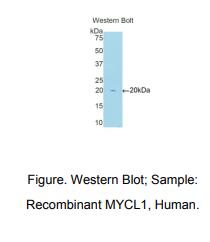 人肺癌衍生V-Myc骨髓细胞瘤病毒癌基因同源物1(MYCL1)多克隆抗体
