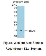 人可罗索β(KLb)多克隆抗体