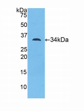 小鼠肌球蛋白ⅠD(MYO1D)多克隆抗体