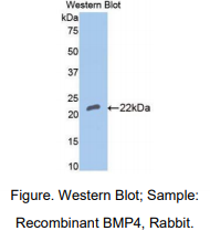 兔骨成型蛋白4(BMP4)多克隆抗体