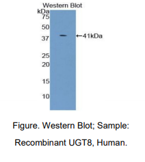 人尿苷二磷酸糖基转移酶8(UGT8)多克隆抗体