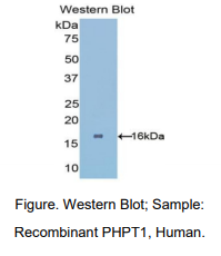 人磷酸组氨酸性磷酸酶1(PHPT1)多克隆抗体