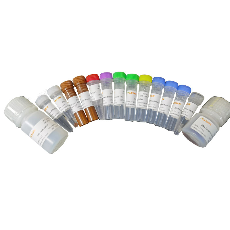 Hieff NGS® In-Situ DNA Binding Profiling Library Prep Kit for Illumina® V2