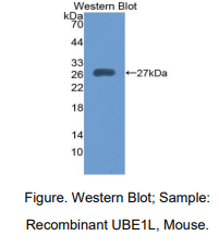 小鼠泛素激活酶样蛋白(UBE1L)多克隆抗体