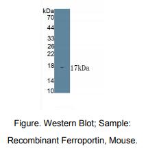 小鼠膜铁转运蛋白(FPN)多克隆抗体