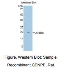 大鼠着丝粒蛋白E(CENPE)多克隆抗体