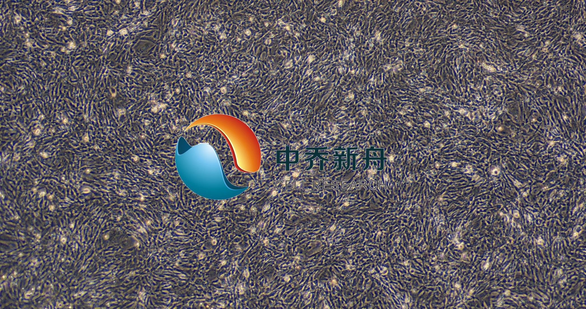 原代小鼠软脊膜成纤维细胞